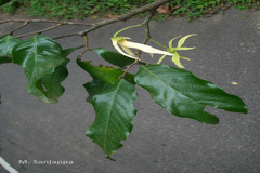 Polyalthia coffeoides